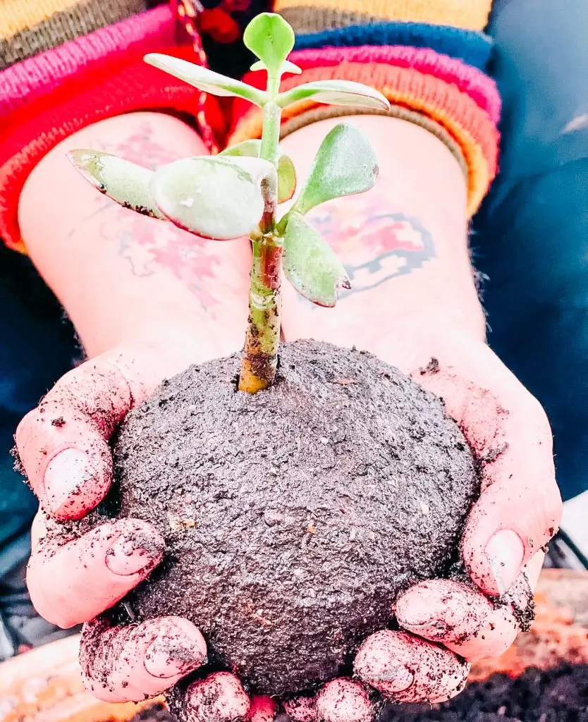 Explore Huelva Algarve Hands Plant Photo What we represent Authenticiy Sustainability Authentic trail experiences Responsible tourism