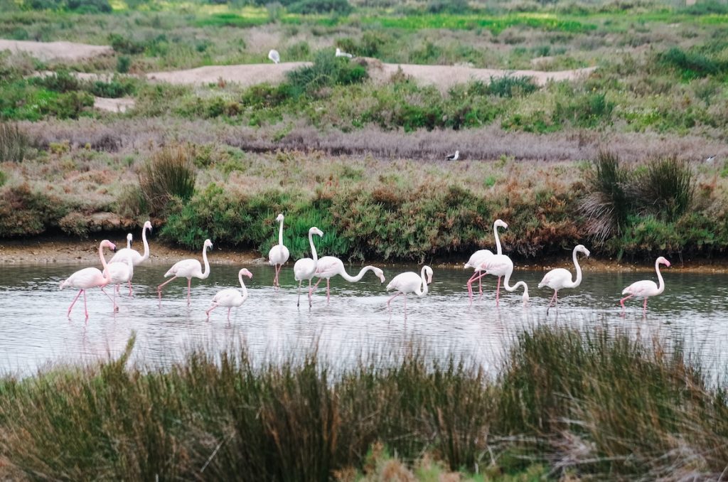 Salt salines Salt flats Isla Cristina Sustainable Tourism Huelva Spain