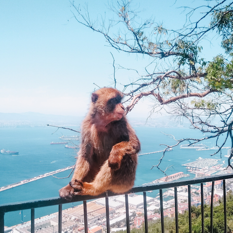 Gibraltar Monkeys Rock Private Tour